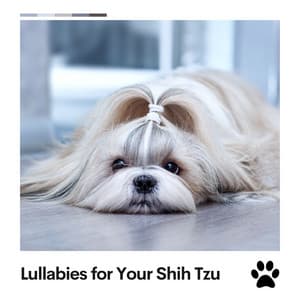Lullabies for Your Shih Tzu - Sleeping Music For Dogs