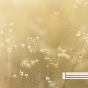 Peaceful Music - Relaxing Music For You