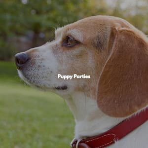 Puppy Parties - Musica para Hoteles De Lujo