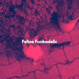 Feline Funkadelic - Cat Music Zone