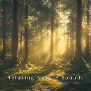 Rainforest Calm: Deep Sleep Tones - Relaxing Nature Sounds
