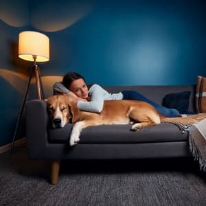 Melodías Ambientales Lofi Para La Comodidad De Perros - Musica Para Perros Paz