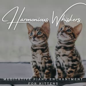 Harmonious Whiskers: Meditative Piano Enchantment for Kittens - Quiet Piano Jazz Relax