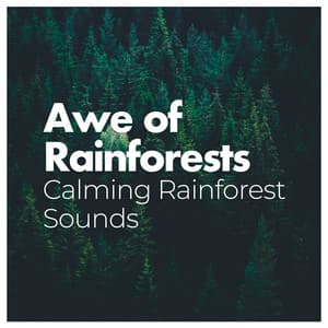 Awe of Rainforests - Calming Rainforest Sounds