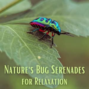 Nature's Bug Serenades for Relaxation - HD Nature Sound Library