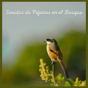 Sonidos de Pájaros en el Bosque - Sonidos De Aves