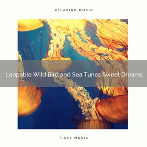 Loopable Wild Bird and Sea Tunes Sweet Dreams - Sound of the Wilderness