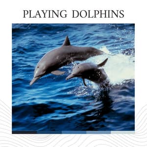 Playing Dolphins - Stress Relief Calm Oasis