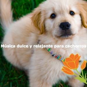 Música dulce y relajante para cachorros - Breakfast Lounge Music