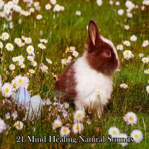 21 Mind Healing Natural Sounds - Sleep Songs with Nature Sounds