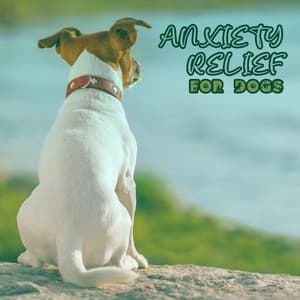 Anxiety Relief for Dogs - Pet Music Academy