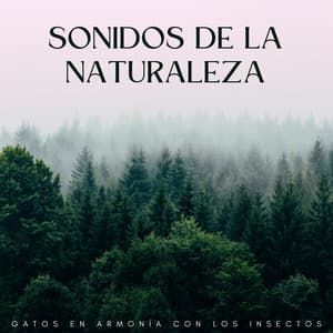 Sonidos De La Naturaleza: Gatos En Armonía Con Los Insectos - Grabaciones de la naturaleza