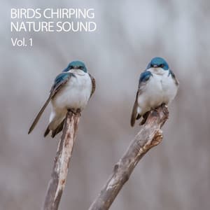 Birds Chirping Nature Sound Vol. 1 - Birds In The Forest