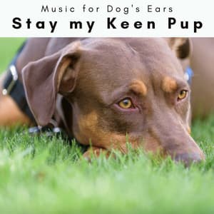 1 Stay my Keen Pup - Music for Dog's Ears