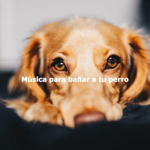 Música para bañar a tu perro - Arbeitsmusik