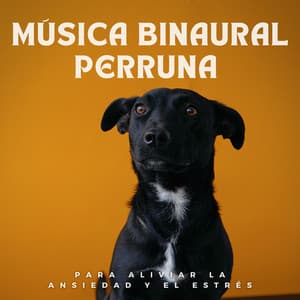 Música Binaural Perruna Para Aliviar La Ansiedad Y El Estrés - Reiki para animales