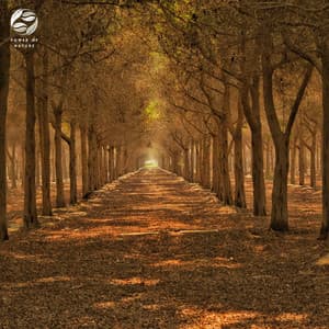 Enchanted Piano Collection - Tamera