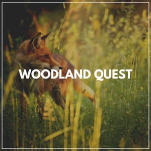 Woodland Quest - Nature Calm