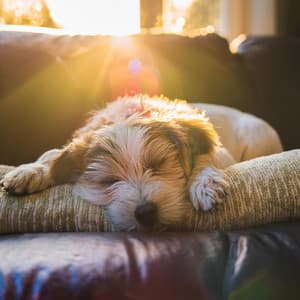 Momentos Silenciosos: Música Lofi Para Perros - Guerrero de Sonido