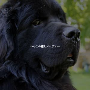 わんこの癒しメロディー - Rilassante Jazz Musica