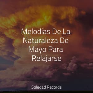 Melodías De La Naturaleza De Mayo Para Relajarse - Masajes Spas