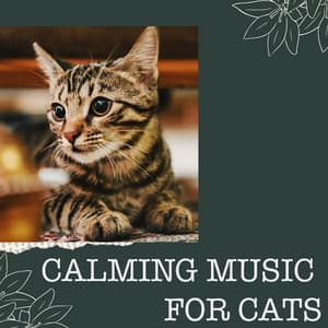 Calming Music for Cats - Calming Music for Cats