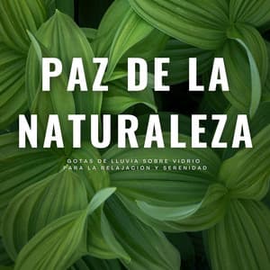 Paz De La Naturaleza: Gotas De Lluvia Sobre Vidrio Para La Relajación Y Serenidad - Laboratorio de Sonidos de Lluvia