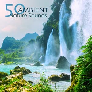 50 Ambient Nature Sounds - Relaxing Natural Music with Sounds of Nature - Nature Caldwell