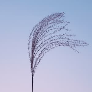 50 Soothing Sounds for Spa & Relaxation - Deep Sleep Brown Noise