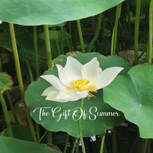 The Gift Of Summer - Peaceful Pianos