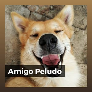 Amigo Peludo - Mascotas tranquilas