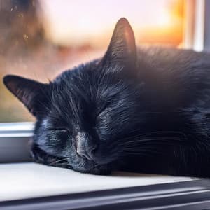 Notas Felinas: Música Elegante Para Gatos - Ritmos Binaurales Entretenimiento de Ondas Cerebrales