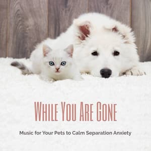 While You Are Gone: Music for Your Pets to Calm Separation Anxiety - Reiki for Animals