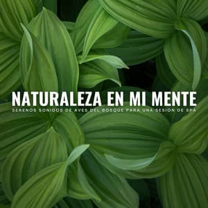 Naturaleza En Mi Mente: Serenos Sonidos De Aves Del Bosque Para Una Sesión De Spa - Naturaleza nativa americana