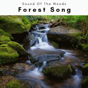 A Forest Song - Sound Of The Woods