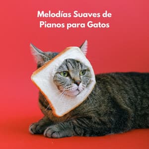 Melodías Suaves De Pianos Para Gatos - Piano de jazz relajante
