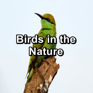 Birds in the Nature - Nature Bird Sounds