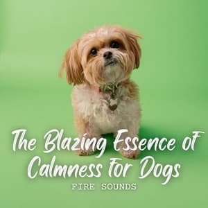 Fire Sounds: The Blazing Essence of Calmness for Dogs - Fireplace Sounds