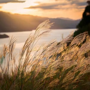 Sonidos Armoniosos: Música Reconfortante Para Todos - Salón Halcyon