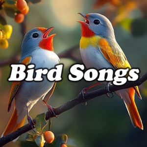 Bird Songs - Bird Songs