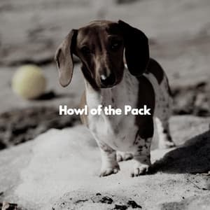 Howl of the Pack - Popular Jazz Lounge Bar