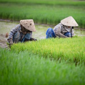 Binaural Professional Growth: Nature's Rain Ambience for Task-Oriented Work - Wild Weather
