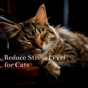 Reduce Stress Level for Cats - Cat & Calm
