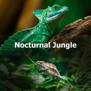 Nocturnal Jungle - Night Nature Sounds