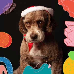 Music for Soothing Dogs - Sleeptime for Dogs