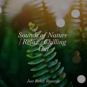 Sounds of Nature | Relax | Chilling Out - Bird Sounds