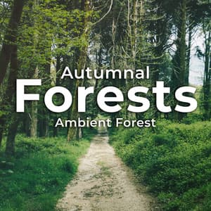 Autumnal Forests - Ambient Forest