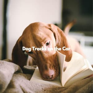 Dog Tracks on the Car - Modern Jazz Playlist
