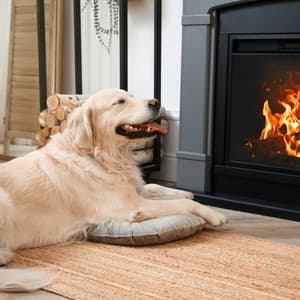 Tranquil Binaural: Nature's Fire in Melodic Dog Ambience - Rushing Blaze Fire Sounds Library