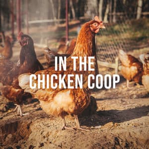 In the Chicken Coop: Enjoy the Natural Sound of Happy Chickens in Their Environment, White Noise to De-Stress - Relaxing White Noise Sounds